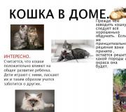 Презентация - домашние кошки
